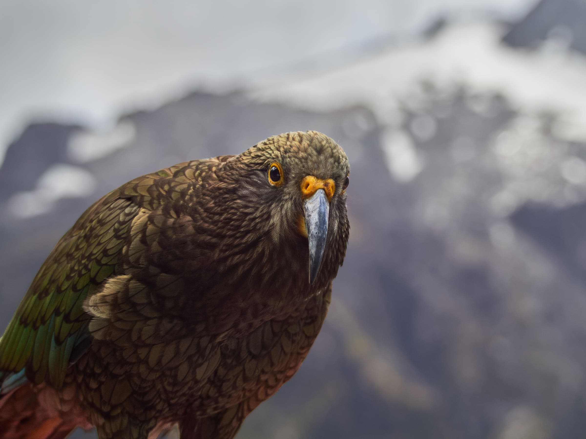 Fiordland country on the Kepler Track corridor, New Zealand