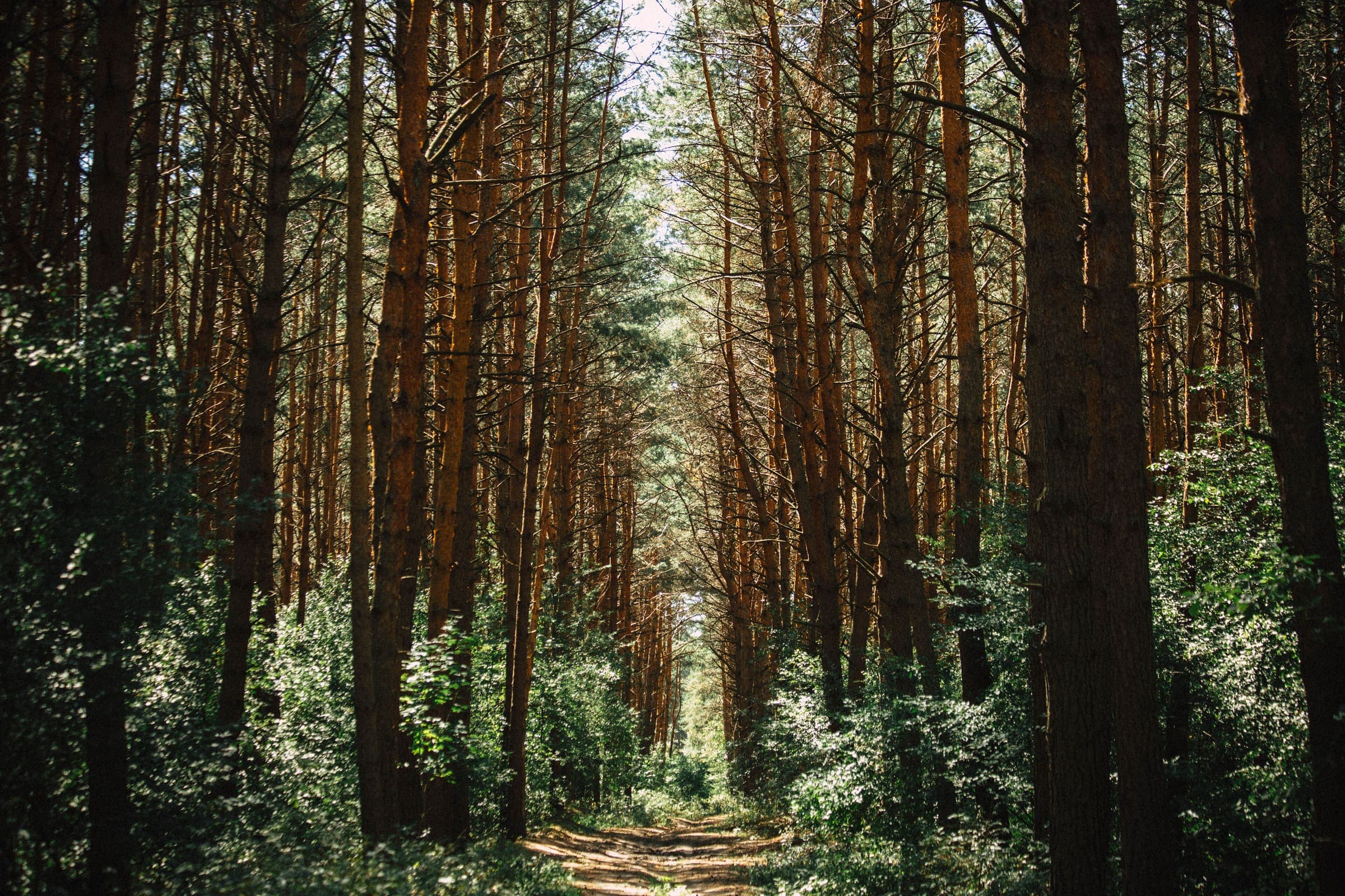 A wooded pilgrimage path on the Manker Wallfahrerweg corridor