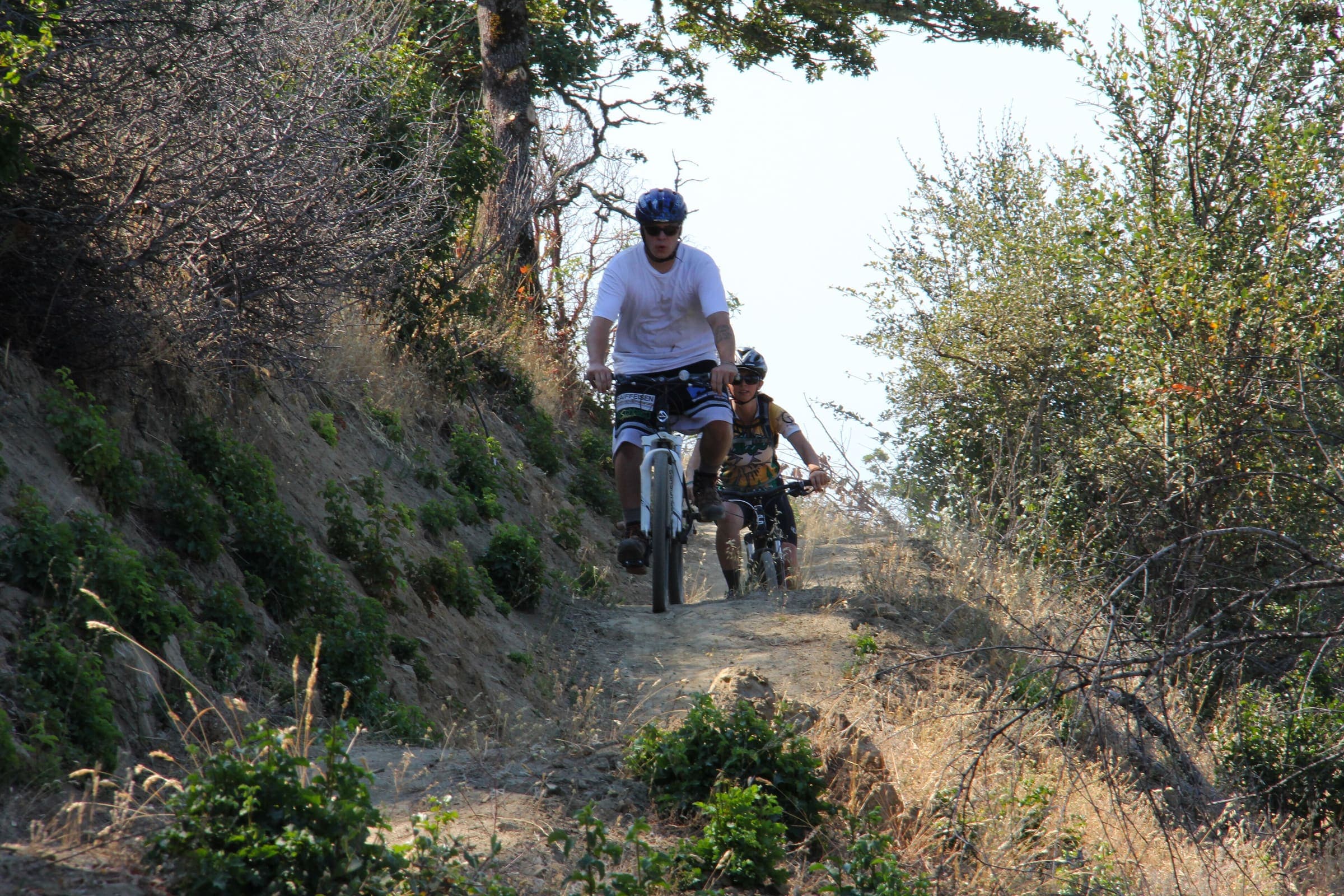 A forested mountain trail system
