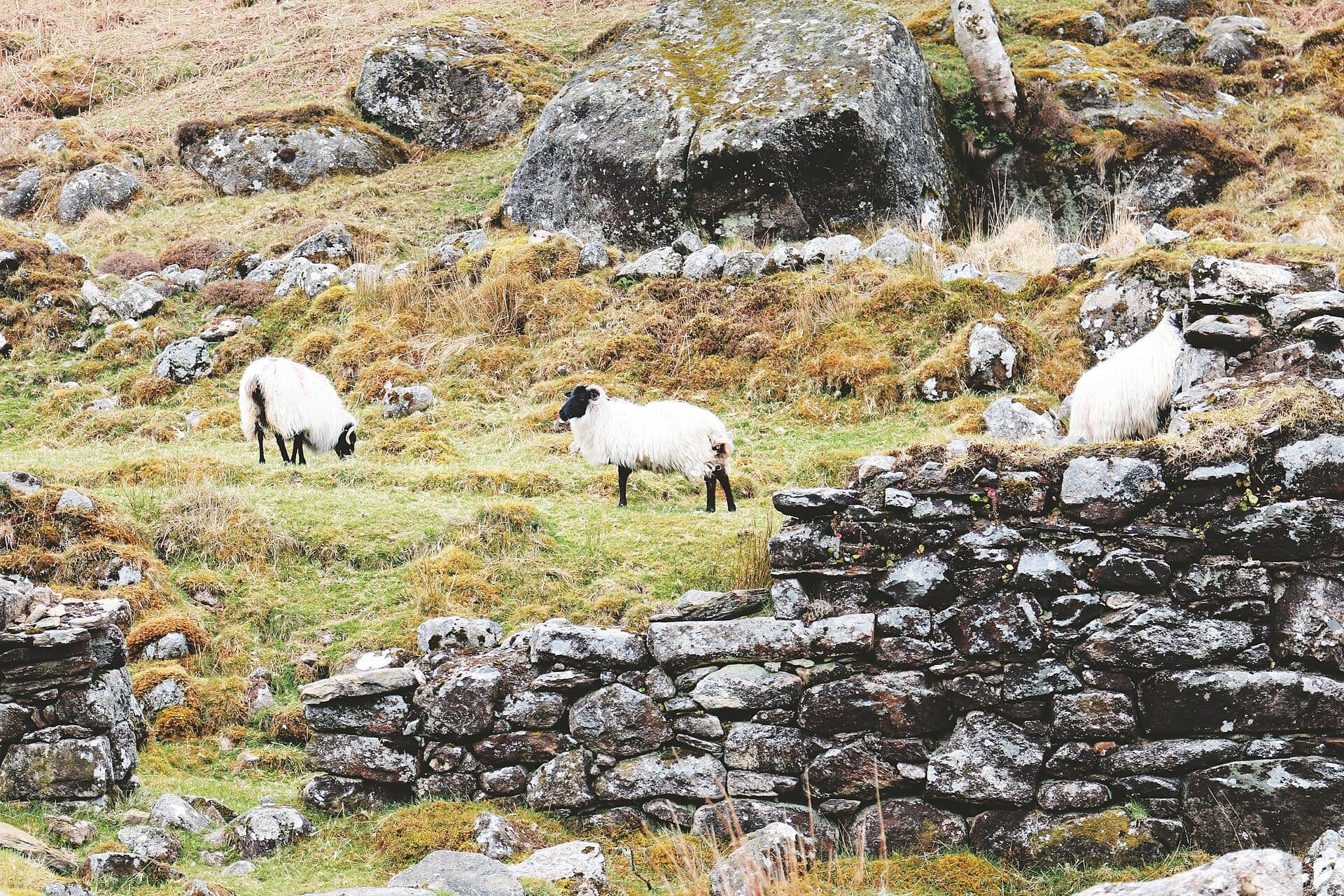 Lough Dan in the Wicklow Mountains, Ireland