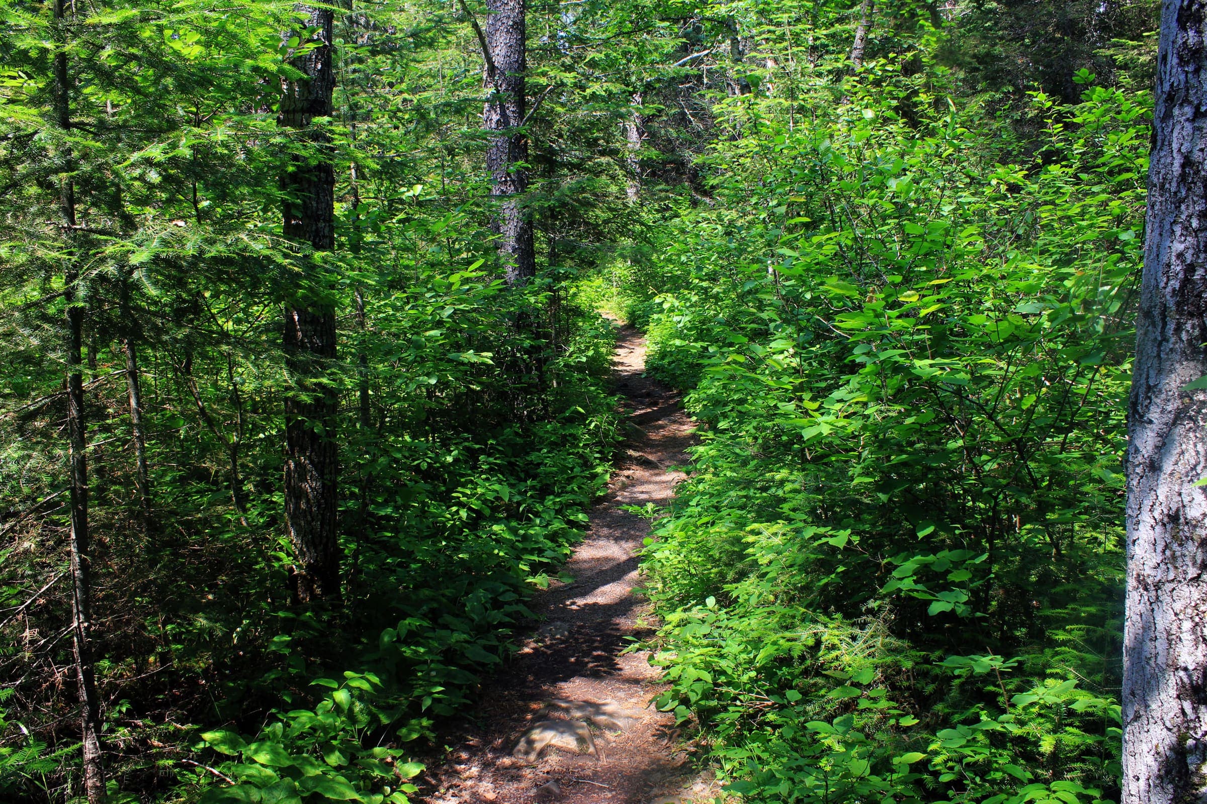 A forest hiking trail toward Eagle Mountain, Superior National Forest