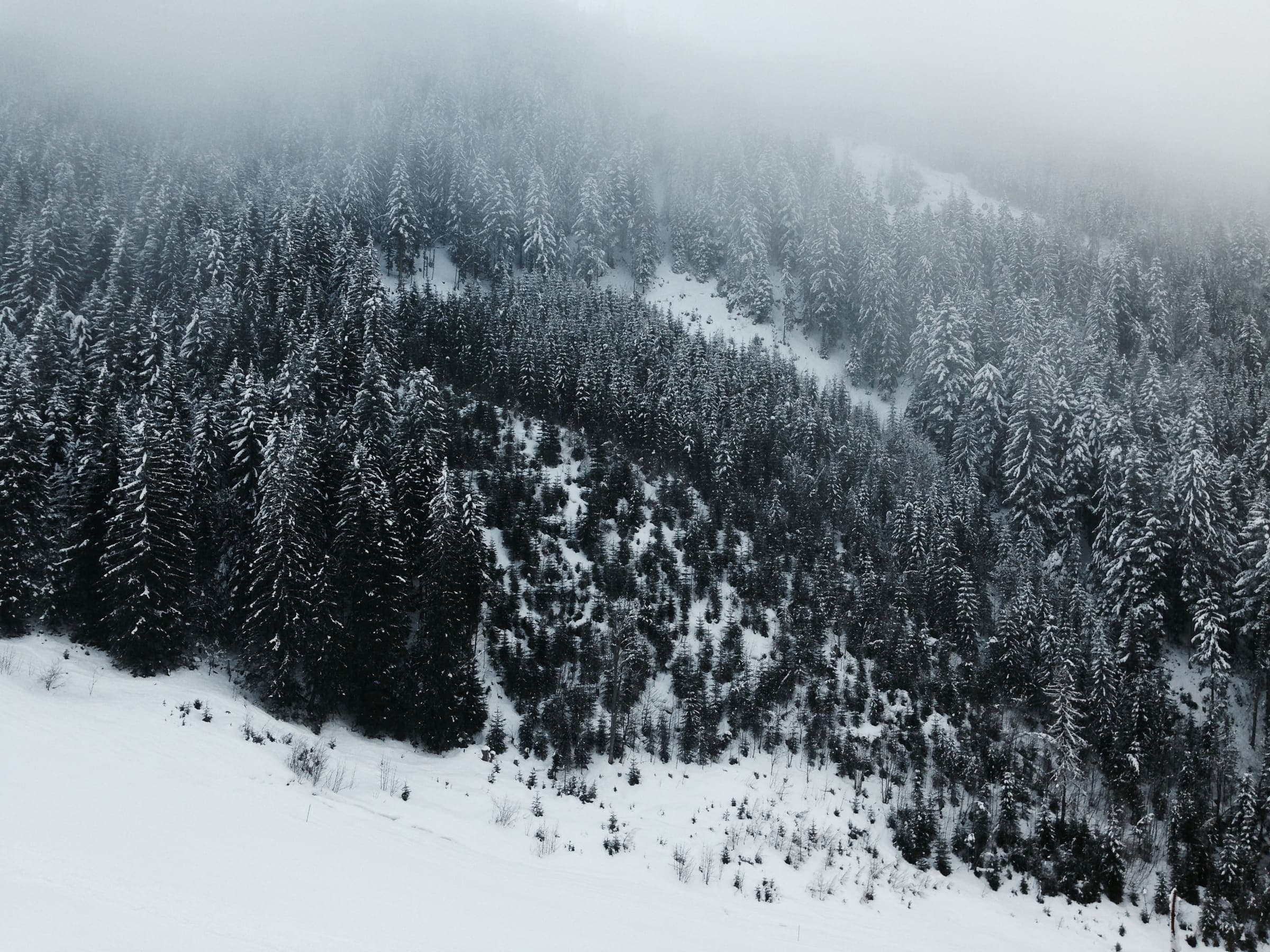 Snowy woods on the Weg der 100.000 Schritte corridor, Austria